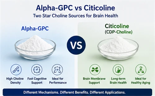 Alpha-GPC vs. Citicoline (CDP-Choline): Both Are Star Brain Health Ingredients – How Should B2B F...