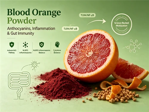 The Science of Gut Health: How Pure Blood Orange Juice Powder Supports Inflam...